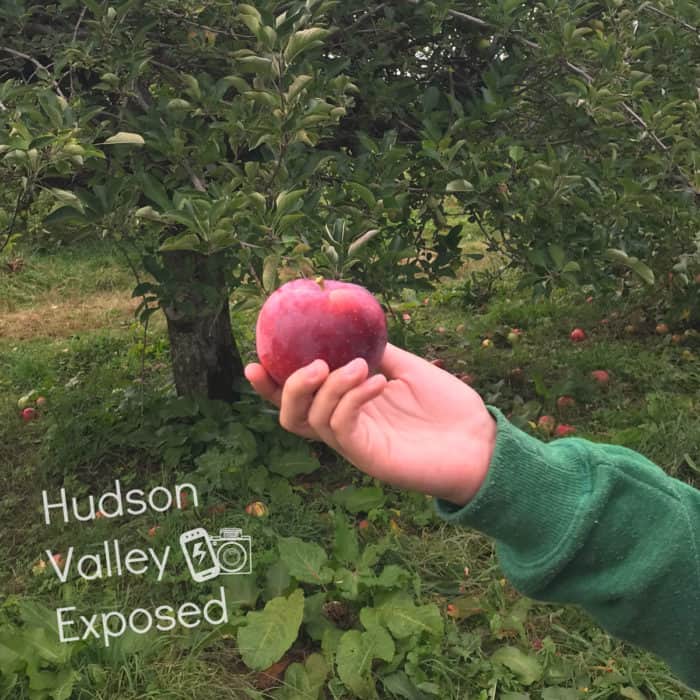 Hudson Valley Apple Picking