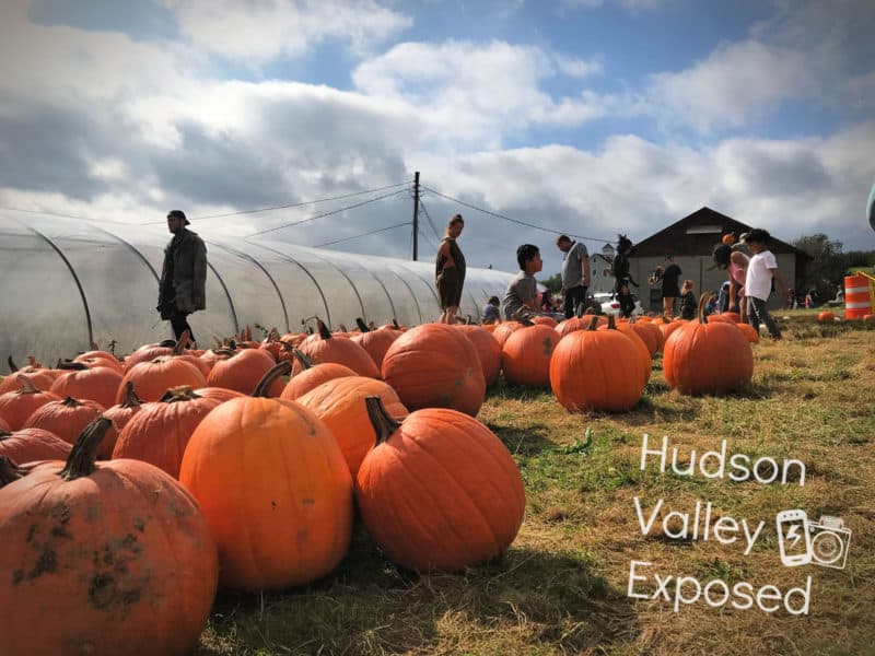 Have fun at the pumpkin patch located at Stuart's Fruit Farm.