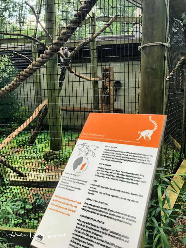 The Lemur exhibit at the Trevor Zoo