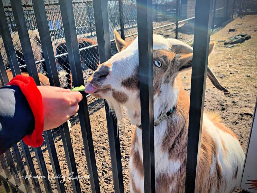 Feeding goat at Forsyth Nature Center