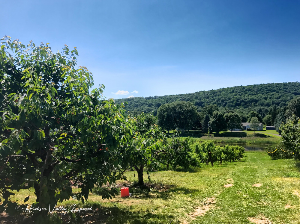 Cherry Picking trees on an orchard