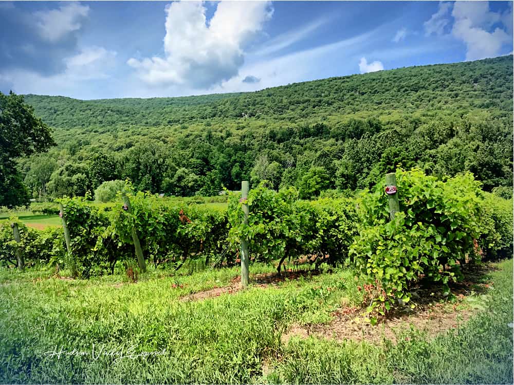 Wineries in the Hudson Valley