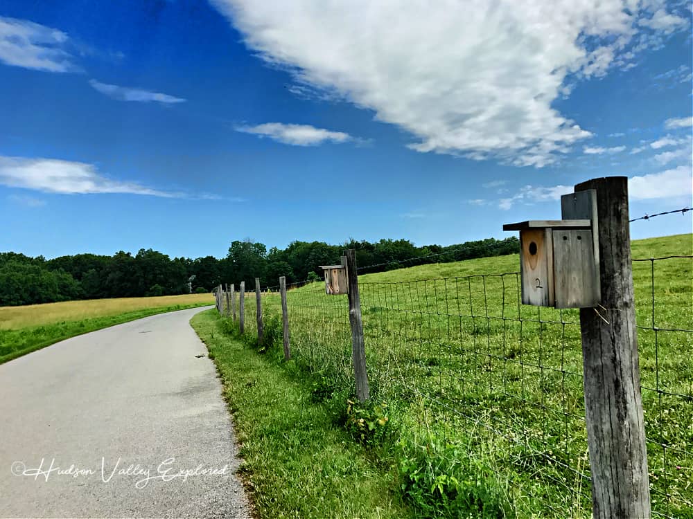 Bluebird boxes lining the Farm Trail at Stony Kill Farm