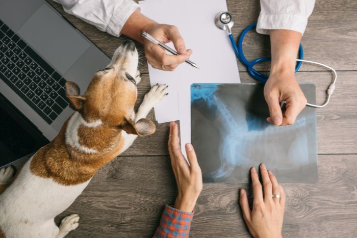 Hudson Valley Veterinary Clinics also offer emergency services such as x-rays