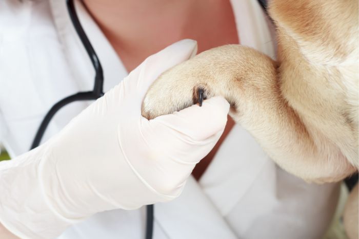 Doctor hold the paw of a dog at a Hudson Valley Veterinary Hospital