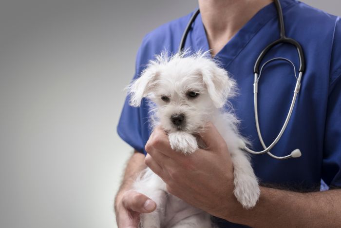 puppy at Hudson Valley Veterinary Clinic