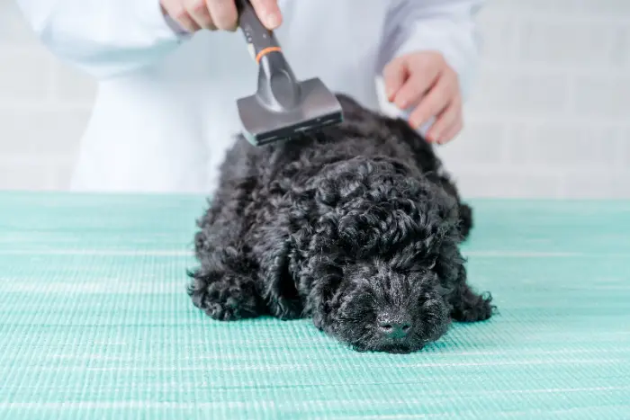 Dog getting groomed at a Dutchess County Veterinarians office