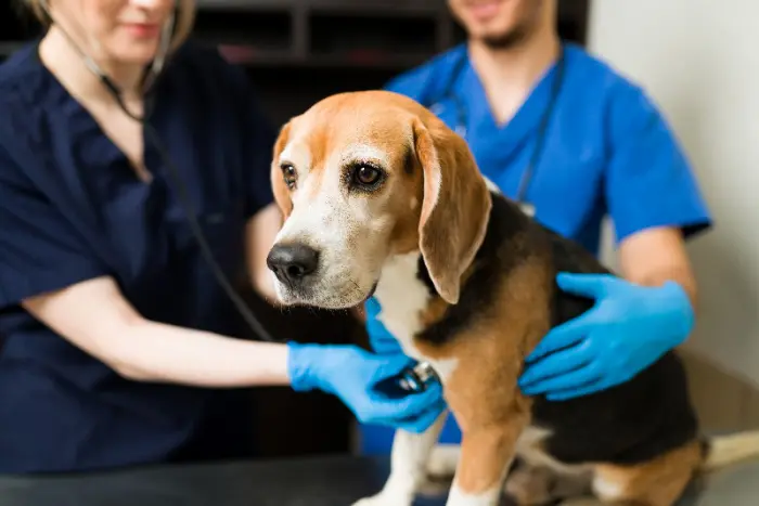 Dutchess County Veterinarians with beagle
