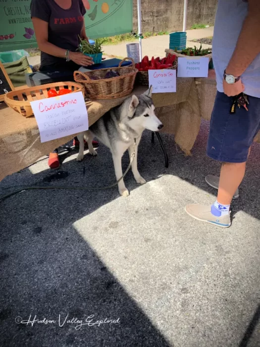 Dog at a farmers market