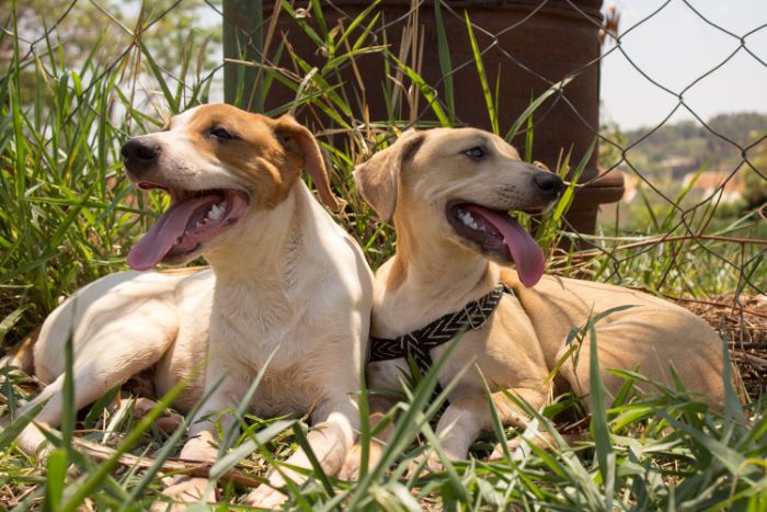 Dogs sitting in the shade at a Hudson Valley dog boarding facility