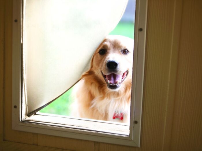 dog looking in a door at a hudson valley dog boarding facility