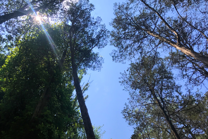 Looking up at trees at Caramoor