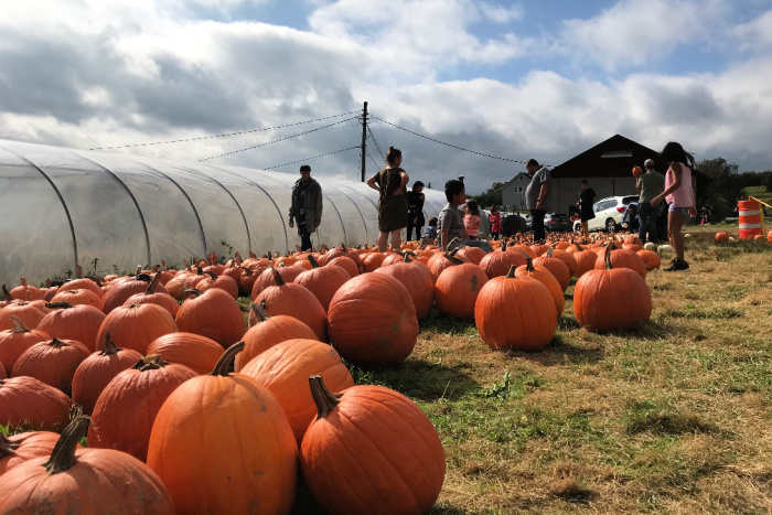 Pumpkin picking is a great activity during Halloween in the Hudson Valley